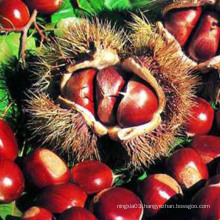 Sweet and easy peeling Chinese chestnut